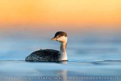 Svasso cornuto; Horned Grebe; Podiceps auritus