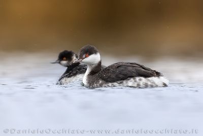 svasso cornuto; Horned Grebe; Podiceps auritus