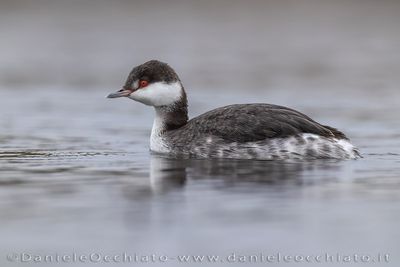 svasso cornuto; Horned Grebe; Podiceps auritus