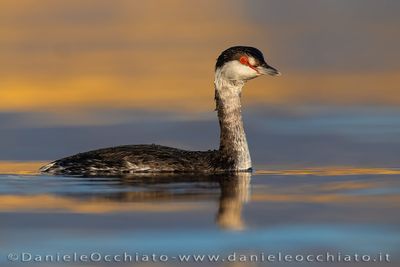 Svasso cornuto; Horned Grebe; Podiceps auritus