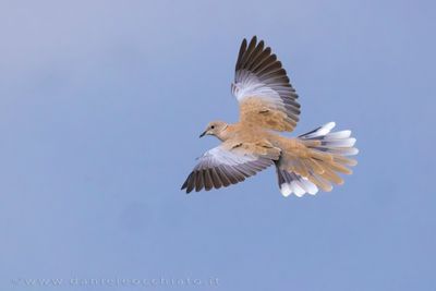 Tortora dal collare; Collared Dove; streptopelia decaocto