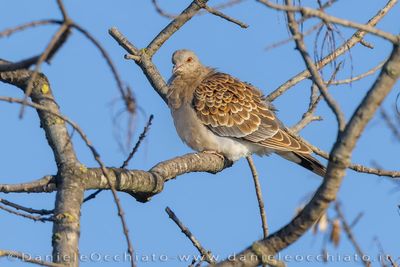 Tortora orientale; Oriental Turtle Dove; Streptopelia orientalis meena