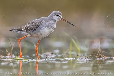 Totano moro; Spotted Redshank; Tringa erythropus