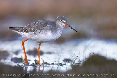 Totano moro; Spotted Redshank; Tringa erythropus