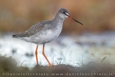 Totano moro; Spotted Redshank; Tringa erythropus