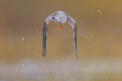Totano moro; Spotted Redshank; Tringa erythropus