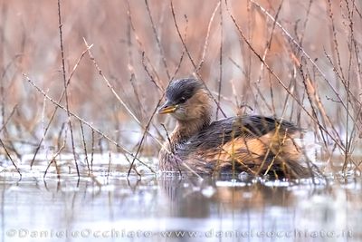 Tuffetto; Little Grebe; Tachybaptus ruficollis