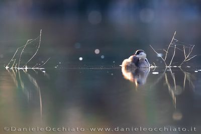 Tuffetto; Little Grebe; Tachybaptus ruficollis