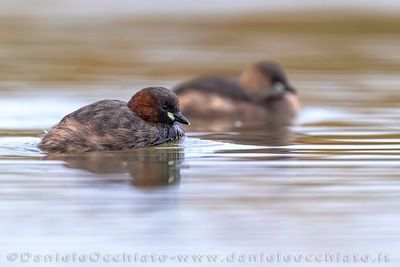 Tuffetto; Little Grebe; Tachybaptus ruficollis