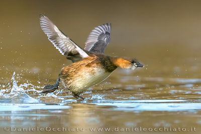 Tuffetto; Little Grebe; Tachybaptus ruficollis