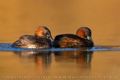 Tuffetto; Little Grebe; Tachybaptus ruficollis