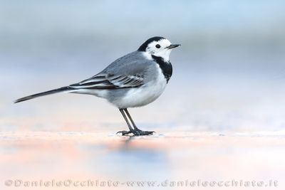 Ballerina bianca; White Wagtail; Motacilla alba