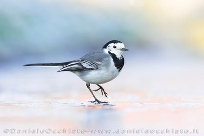 Ballerina bianca; White Wagtail; Motacilla alba