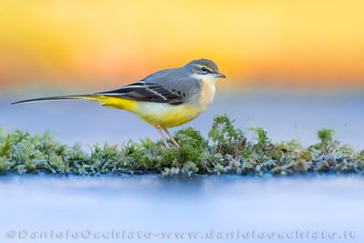 Ballerina gialla; Grey Wagtail; Motacilla cinerea