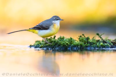 Ballerina gialla; Grey Wagtail; Motacilla cinerea