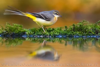 Ballerina gialla; Grey Wagtail; Motacilla cinerea
