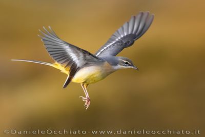 Ballerina gialla; Grey Wagtail; Motacilla cinerea