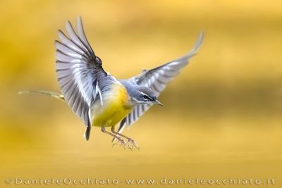 Ballerina gialla; Grey Wagtail; Motacilla cinerea