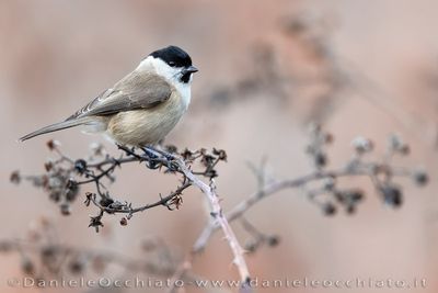 Cincia bigia; Marsh Tit; Poecile palustris