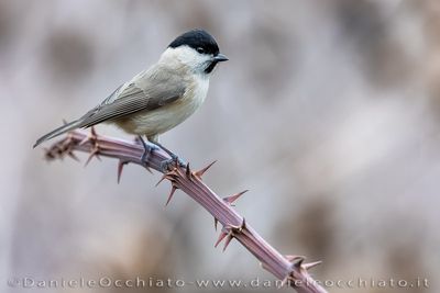Cincia bigia; Marsh Tit; Poecile palustris