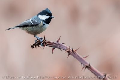 Cincia mora; Coal Tit; Periparus ater