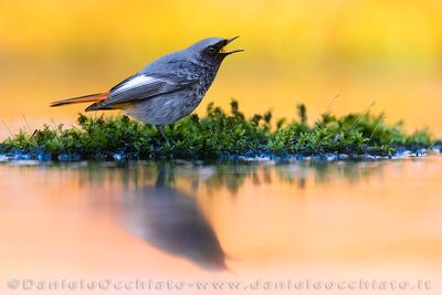 Codirosso spazzacamino; Black Redstart; Phoenicurus ochrurus gibraltariensis