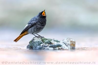 Codirosso spazzacamino; Black Redstart; Phoenicurus ochruros gibraltariensis