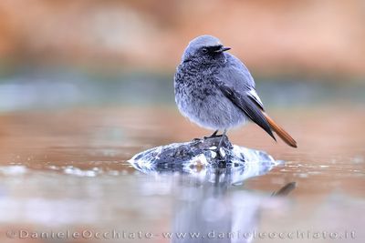Codirosso spazzacamino; Black Redstart; Phoenicurus ochrurus gibraltariensis