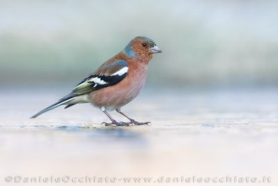 Fringuello; Common Chaffinch; Fringilla coelebs
