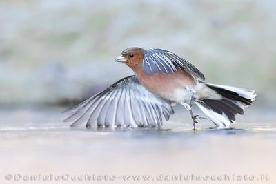 Fringuello; Common Chaffinch; Fringilla coelebs