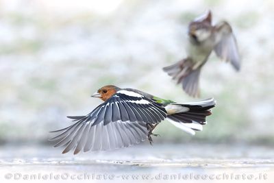 Fringuello; Common Chaffinch; Fringilla coelebs
