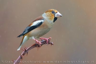 Frosone; Hawfinch; Coccothraustes coccothraustes