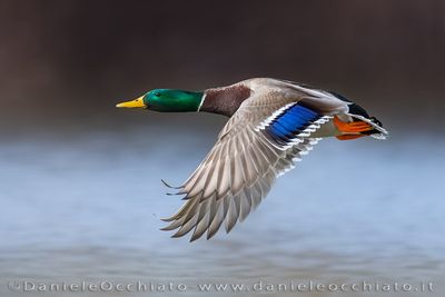 Germano reale; Mallard; Anas platyrinchos