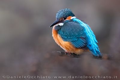 Martin pescatore; Common Kingfisher; Alcedo atthis