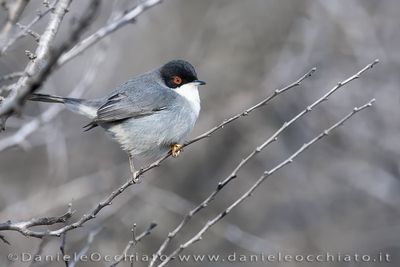 Occhiocotto; Sardinian Warbler; Sylvia melanocephala