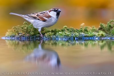 Passera d'Italia; Italian Sparrow; Passer italiae