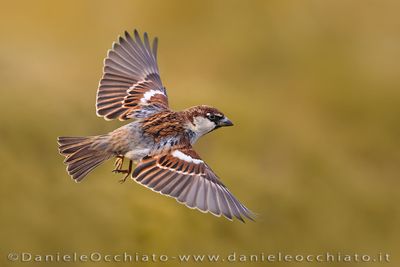 Passera d'Italia; Italian Sparrow; Passer italiae