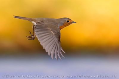 Pettirosso; European Robin; Erithacus rubecula