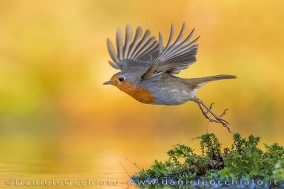 Pettirosso; European Robin; Erithacus rubecula