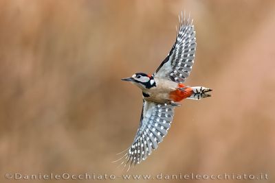 Picchio rosso maggiore; Great Spotted Woodpecker; Dendrocopos major
