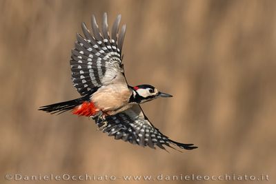 Picchio rosso maggiore; Great Spotted Woodpecker; Dendrocopos major