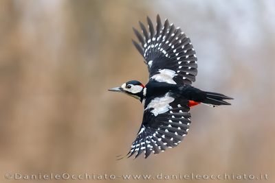 Picchio rosso maggiore; Great Spotted Woodpecker; Dendrocopos major