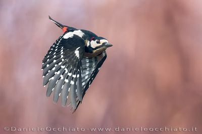Picchio rosso maggiore; Great Spotted Woodpecker; Dendrocopos major