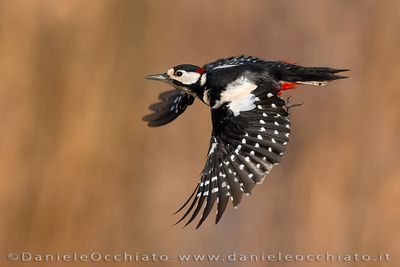 Picchio rosso maggiore; Great Spotted Woodpecker; Dendrocopos major