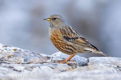 Sordone; Alpine Accentor; Prunella collaris