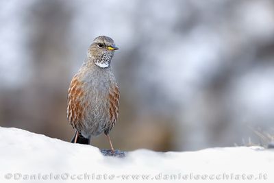 Sordone; Alpine Accentor; Prunella collaris
