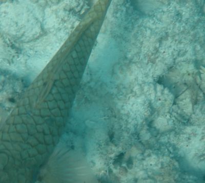 tulum 23.JPG