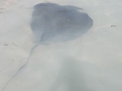 g13/60/549060/3/175227309.5c95ce45.JPEG