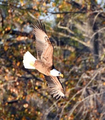 Bald Eagle hunting