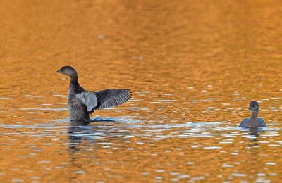 Pied Bill Grieb.jpg